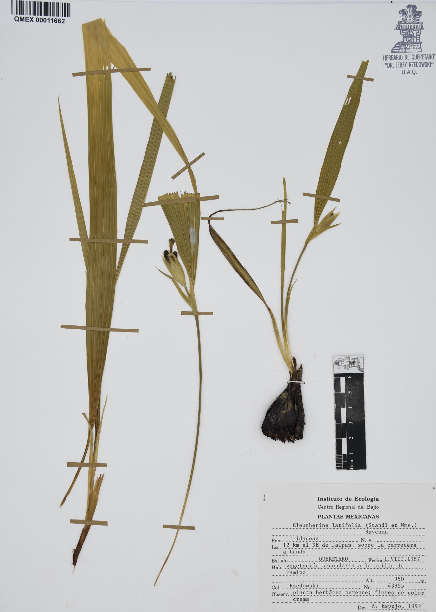 Eleutherine latifolia image
